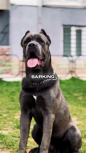 This Cane Corso Puppy's Glow-Up is Insane #dogtransformation #canecorso #shorts