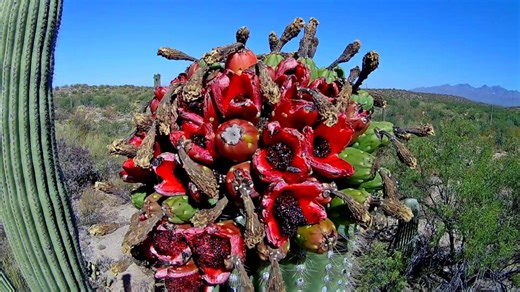 Breathtaking Sonoran Desert Hikes Near Tucson You Must Experience