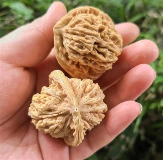 Qilin Pattern Guanmao Style Chinese Playing Walnuts Beginner Hand Polished ZT070 - Etsy