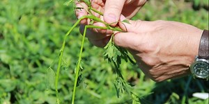 5 Steps to High Quality Hay