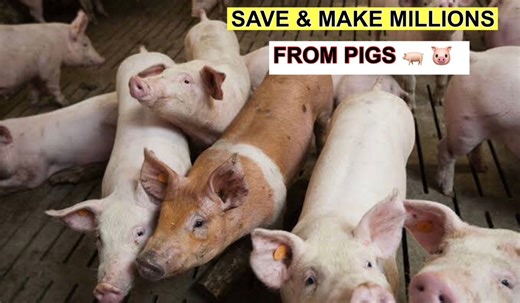 185K views · 4.2K reactions | How To Save Your Money Via Pig Farming And Make Millions in Return | Akudinulo Farms | Facebook