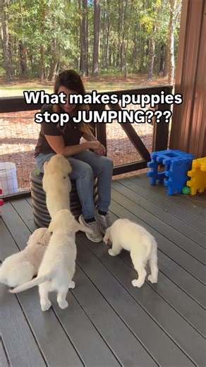 Kim Paciotti Puppy Training Specialist CPDT-KA on Instagram: "👉👉👉Puppies will jump to get what they want. ✅If you acknowledge by pushing down or telling them no, they are going to keep jumping. Why? 👉👉Your attention became their reward. Puppies look for any attention - good or bad. It becomes the reward. So every time a “no” is said or a push down happens, guess what? They will keep coming at you. DO THIS INSTEAD 👇 ✅You have to practice like I did. Not in the moment it’s happening, but as 