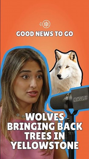 Wolves brought back more than balance, they brought back trees 🌲