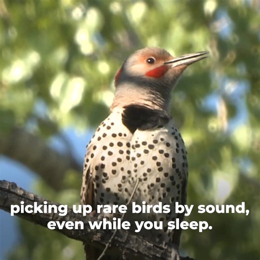 3K views | Cameras miss them. Apps miss them. PUC hears them. Some birds are shy. Some only sing once. That’s why Birdweather PUC listens 24/7 — catching elusive and quiet birds your cameras and apps can’t. No more guesswork, no more missed sightings. Just accurate, real-time audio detection, powered by BirdNET AI. Detect the undetectable! | BirdWeather | Facebook