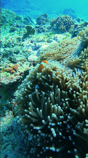🐠 Finding Nemo at Shark Point Gili Trawangan | Scuba Dive Adventure 🌊