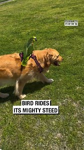 Bird Rides Its Mighty Steed | Wrestling News