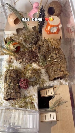 Setting Up My Hamsters Enclosure! ❤️🥰 #shorts #hamsters #hamster #pets #pet