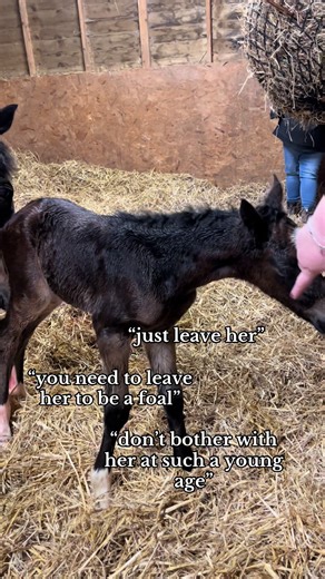 Successful Foal Training Techniques Shared