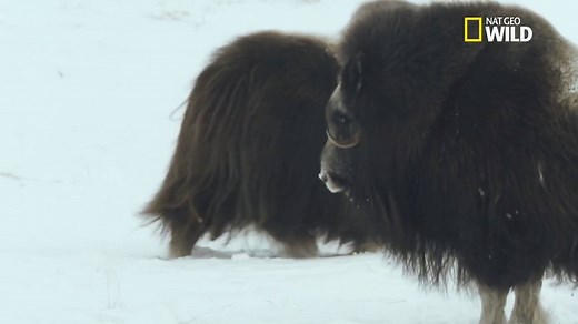 Le bœuf musqué (Ovibos moschatus) est probablement l'animal le plus robuste de la planète... | Nat Geo Wild France