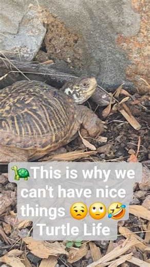 🐢 My Box Turtles Destroyed Their Habitat Again! Turtle life #garden #boxturtle #turtle #nature