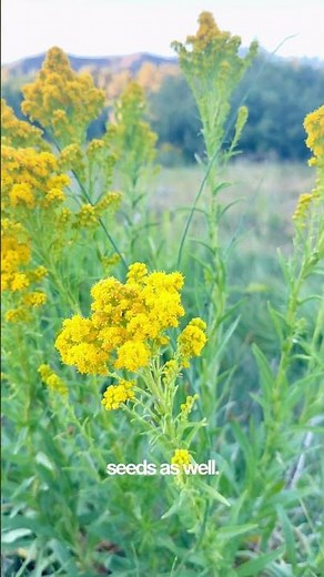 The Goldenrod Flower