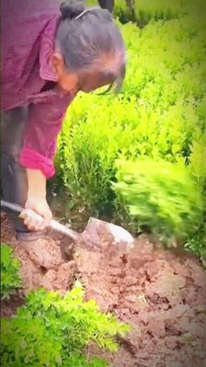 👩‍🌾 Old Lady Farmer Harvests Strange Grass Super Fast 🌱⚡ #Farming #Shorts