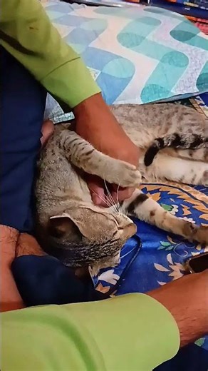 Kitty 😻 #viral #pets #cat #trending #animals #trending #mood #telugu #kids #funny #games #love #sub