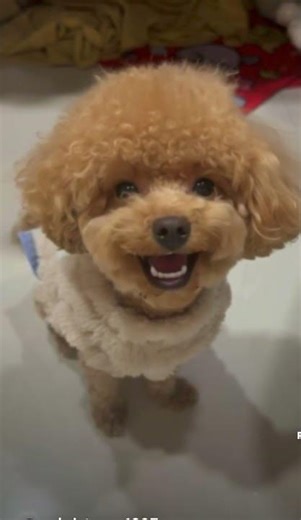 鄭寶菁 數位行銷 電子商務 happy singing Professor C.Tay