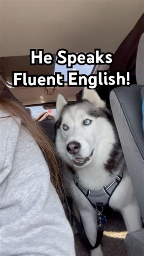 Husky speaks CLEAR English 😂