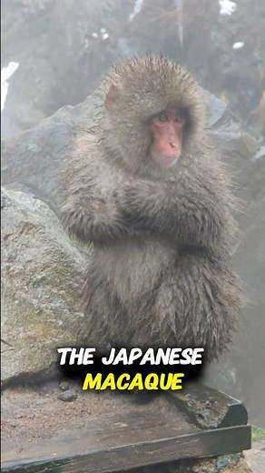 Japanese Macaque 🐒 The Snow Monkey That Loves Hot Springs!