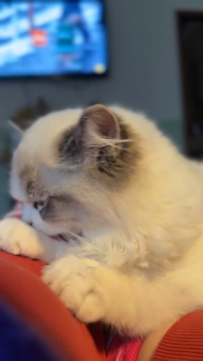 My sweet Rapunzel 🥰NFS #ragdoll #kittenlove #kittenlife #kittenoftheday #kittenofinstagram #ragdolllove #ragdollworld #kittenlovers #ragdollworld #ragdollkitty #kittenlovers #ragdollcat #tildoniadollscattery #ragdollcatterywashington #ragdollcatteryoregon #ragdollcatteryseattle | Ragdoll Cattery “Tildonia Dolls”