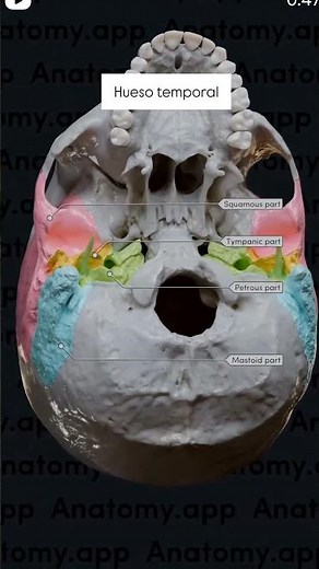 Hueso temporal 🤯 #anatomy #huesos #craneo