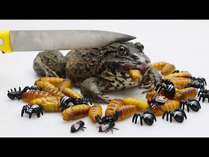 Stop Motion Cooking (Lego In Real Life 39) Making Frog From Fried Bugs Hole 4K | Cuckoo