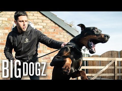 Intruders Beware! The World's Toughest Guard Dogs | BIG DOGZ
