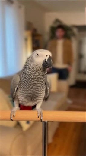 #funny parrot viral dance