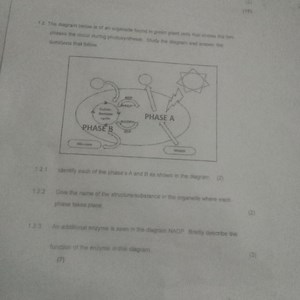 121(15)1.2. The diagram below is of an organelle found in gre... | Filo