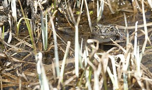 Yosemite National Park's Most Unique Amphibian