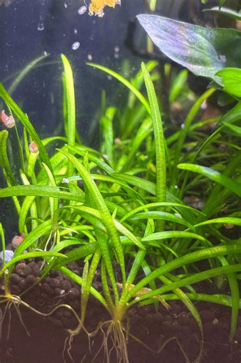 4-5 Dwarf Sagittaria Subulata Dwarf Sag Live Aquarium Plants Aquatic Plants Easy Carpet Plant A6-7 - Etsy
