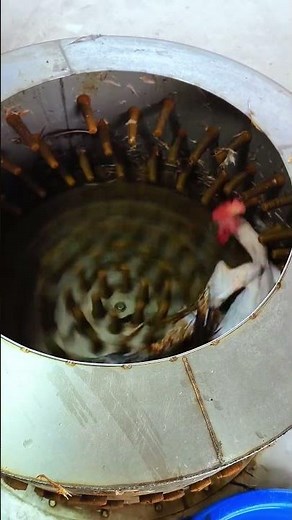 How to clean chicken feather in sec 👀