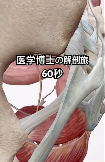医学博士の解剖旅60秒168-174 直腸直腸では便を一時的にためておく役割があり、便がたまると、脳に信号が送られて便意を感じ、最終的に、肛門括約筋の働きで便は排出される。