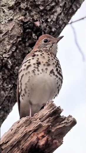 Wood Thrush Singing in the Forest | Ipswich River Wildlife Sanctuary