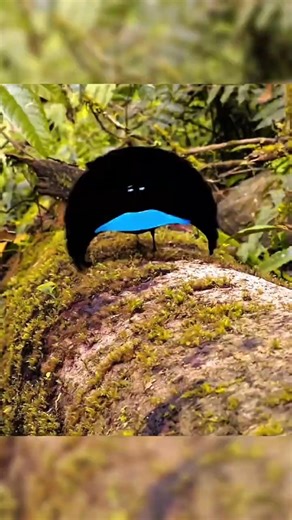 This Bird Turns Into an Alien 👽