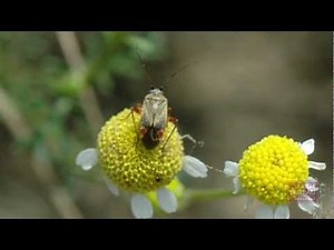 Cotton Pest - The Tarnished Plant Bug