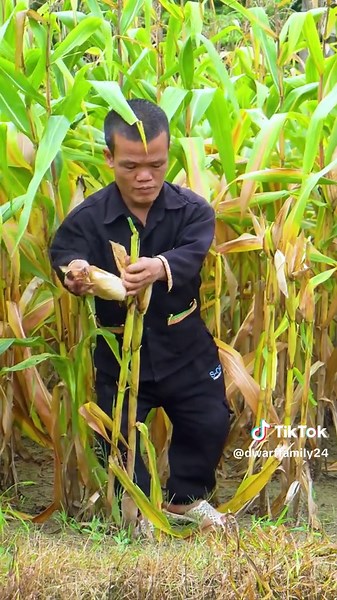 Dwarf Family's Off-Grid Corn Harvest and Lychee Tea