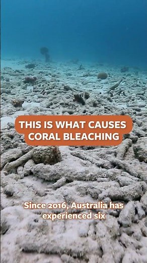 Coral Bleaching