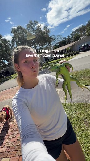 Saving Frozen Iguanas in South Florida