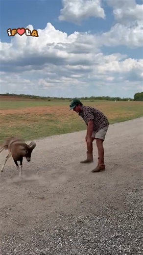 764K views · 7.2K reactions | Momma Said Use Your Head  | I Freaking Love Animals | Facebook