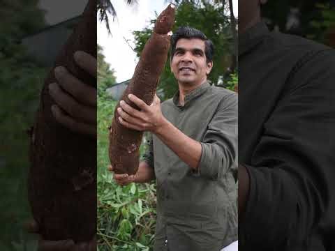 Tapioca tree part2 video - Detailed video on digging, cleaning and cooking of Tapioca