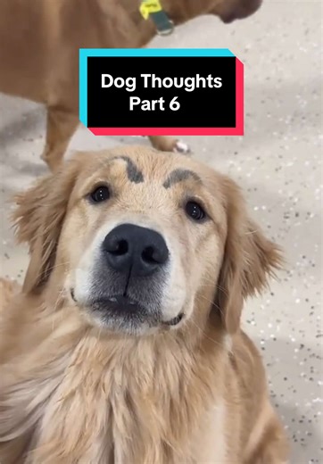 Understanding What Dogs Really Think