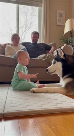 Husky Puppies Howl Together and Silence a Crying Baby 😄
