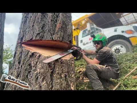 I Charged $1000 Per Tree for These MASSIVE Trees!