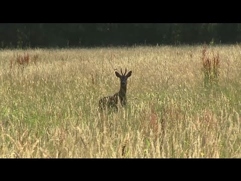 How to call a Roebuck