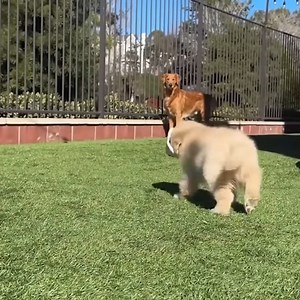 Top FUNNY PUPPIES That Are Guaranteed to Make You LAUGH | Pawsome Pups