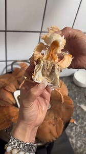 5.8M views · 24K reactions | Slipper shrimp! Slipper shrimp, also...