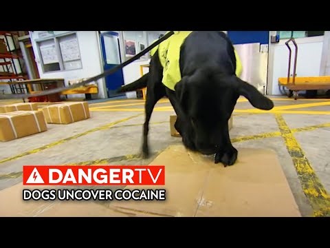 Airport Dogs Uncover Cocaine Smuggling | Border Security: Australia's Front Line