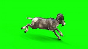 3d Illustration Graceful Goat Movements On Stock Footage Video (100% Royalty-free) 3667360175 | Shutterstock