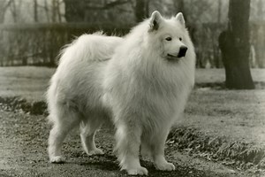 Samoyed History: From Nomadic Hunters to Fluffy Friends