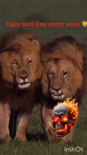 "Royal Entry of the Tiger & Lion"#animals #wildlife 🐯 🦁
