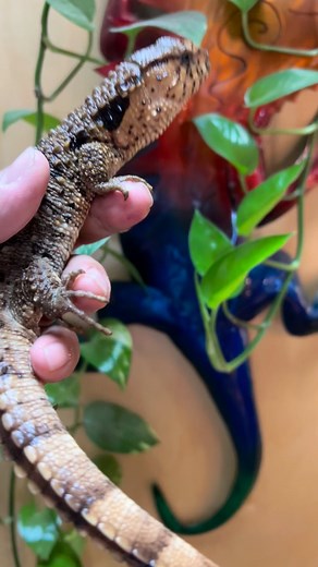 Chinese crocodile lizard (Shinisaurus crocodilurus) semiaquatic lizard found only in cool forests in southeastern China and northeastern Vietnam. one of the rarest lizard and mush have. #chinese #crocodile #lizard #reptile #shinisauruscrocudilurus #semiaquatic #china #vietnam #exotic #pet #animals #reptilesofig #lizardsofig #fyp #trending #viral #reels #video #view #followers #instagram #JTKReptiles | JTK Reptiles | Facebook