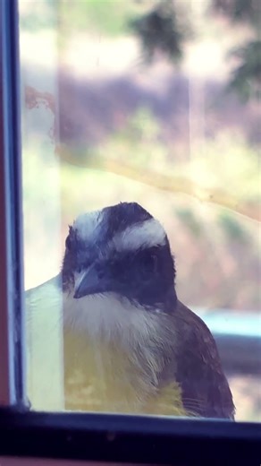 La historia del pajarito🥰